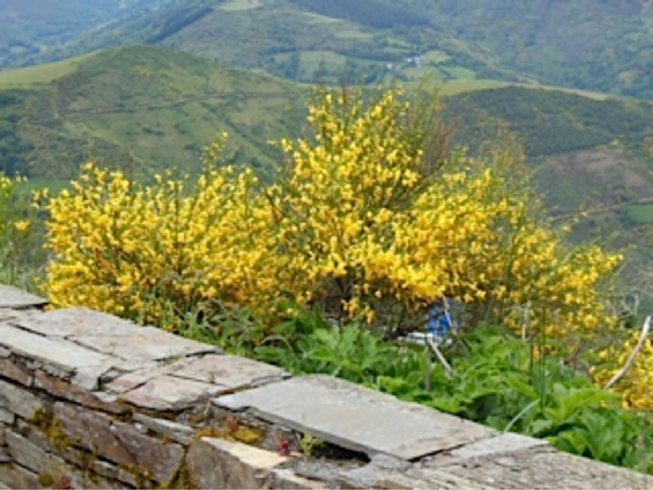 CAMINO DE SANTIAGO